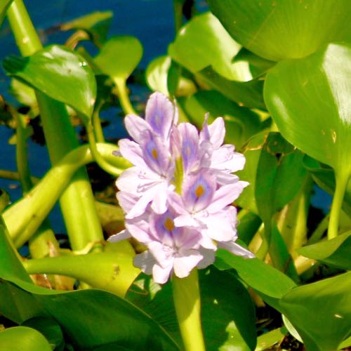 Water Hyacinth